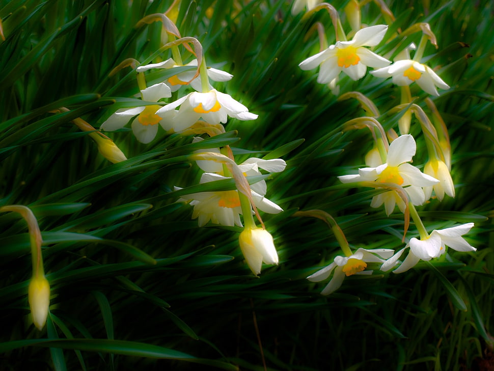 white-and-yellow daffodils closeup photo HD wallpaper