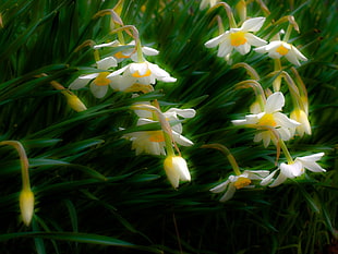 white-and-yellow daffodils closeup photo