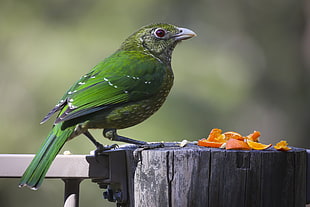 shallow focus photography of green bird