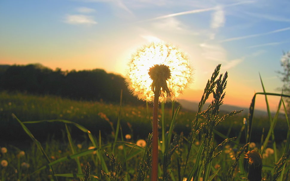 dandelion flower, nature, grass, trees, closeup HD wallpaper