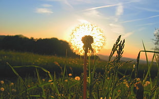 dandelion flower, nature, grass, trees, closeup
