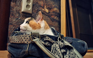 cat in bag HD wallpaper