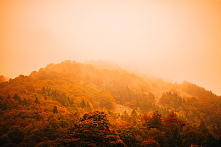 tree mountain during sunset HD wallpaper