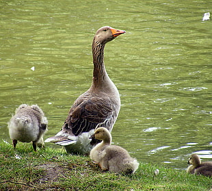 gray ducks on green grass field near body of water during daytime HD wallpaper