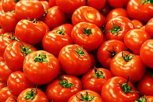tomato lot, tomatoes