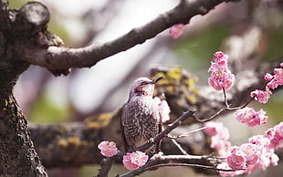 selective photograph of short beak black and gray bird on tree branch HD wallpaper