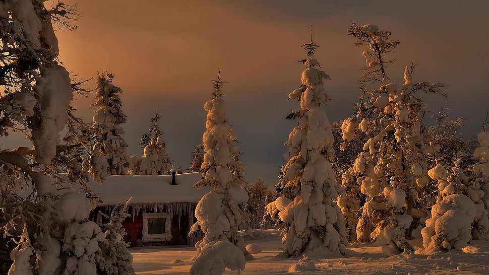 snow covered tree illustration, landscape HD wallpaper