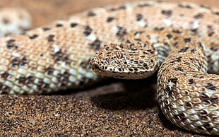 python on sand