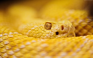 macro shot of python HD wallpaper