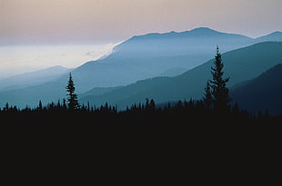 silhouette photo of tall trees near foggy mountain
