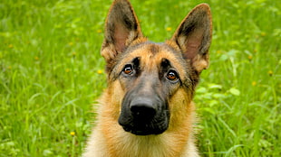 black and tan German shepherd dog, dog, German Shepherd, animals