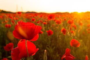 close up photo of red petaled flower field at daytime HD wallpaper