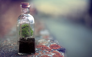 clear glass bottle with cork, bottles, cork, trees, ground