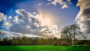 landscape photo of green trees on green field on cloudy sky during dayttime