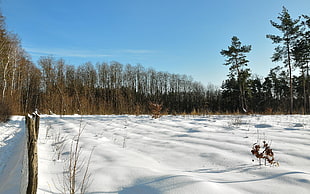 snowman field