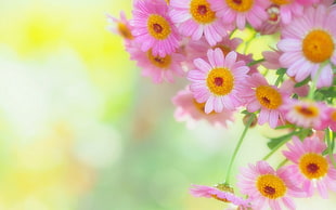 tilt shift photography of pink and yellow flowers