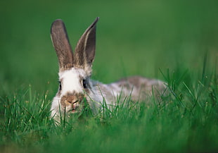 white and brown rabbit on green grass HD wallpaper