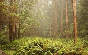 green fern, tropical forest