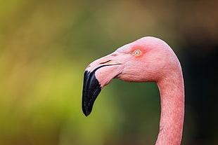 selective focus photo of pink flamingo, greater flamingo