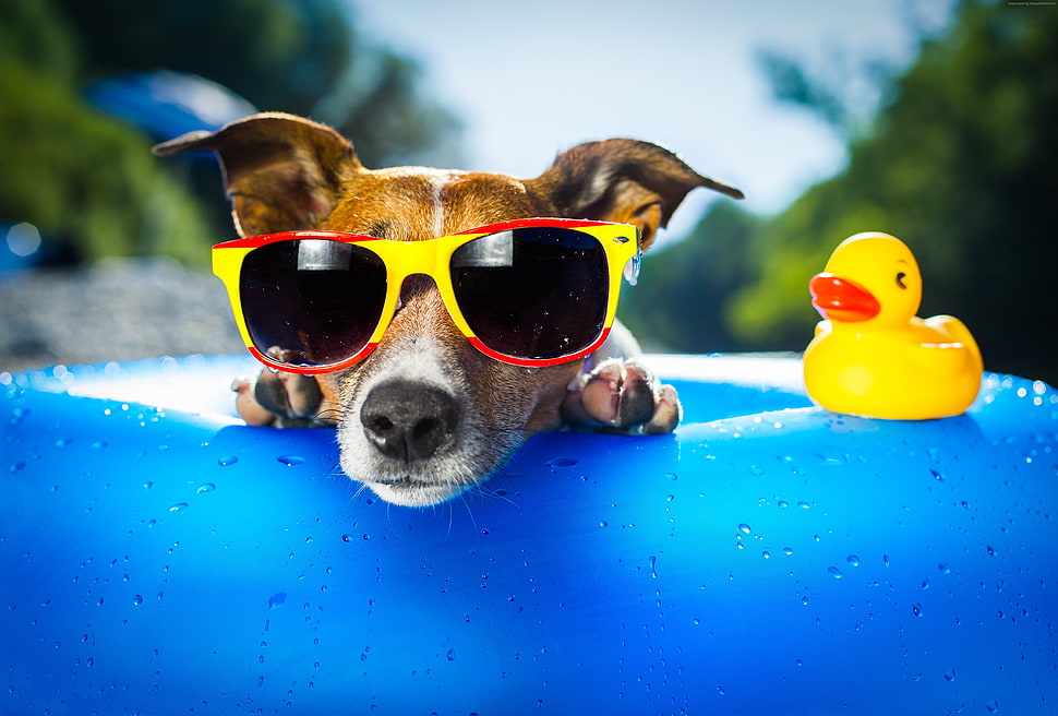 dog wearing sunglasses and ring HD wallpaper