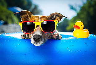 dog wearing sunglasses and ring