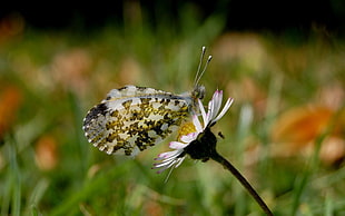 white and green butterfly on white flower