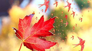 red maple leaf, nature, leaves, fall, maple leaves HD wallpaper