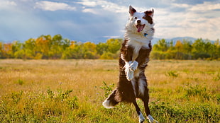 white and black Border Collie in close-up photography during daytime HD wallpaper