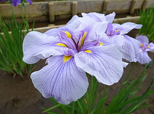 focused photo of purple-and-yellow flowers