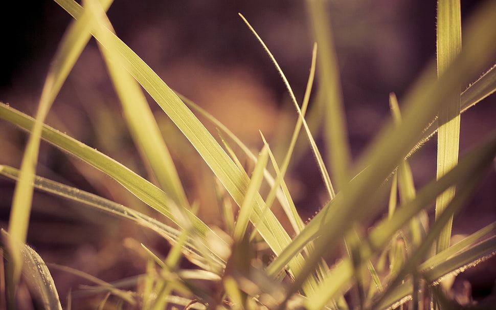 green plant micro photography HD wallpaper