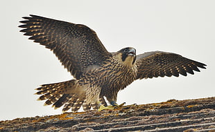 brown falcon spreading its wings