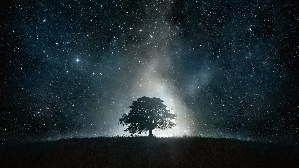 silhouette of tree during nightime HD wallpaper