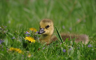 yellow duckling on green floral garden