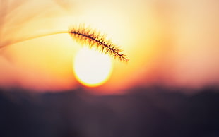 brown wheat during sunset in macro shot photography