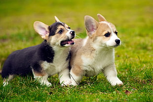 two Corgi puppies running on grass field