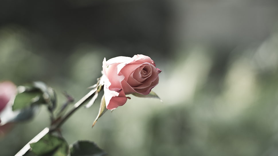 pink Rose flower selective focus photo during day HD wallpaper
