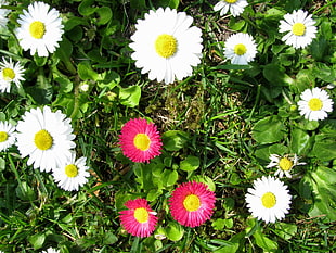 daisy flowers close-up photography