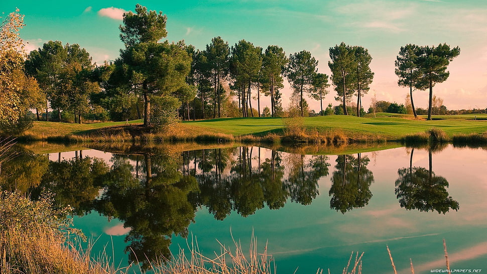 green leaf trees, nature, trees, water, reflection HD wallpaper