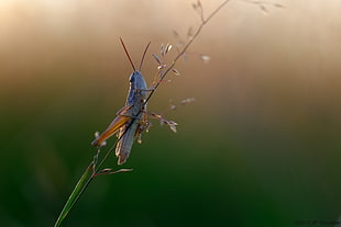 brown grasshopper perching on green grass in close-up photography