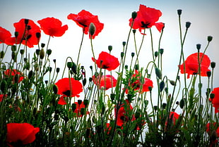 red Poppy flower field at daytime HD wallpaper
