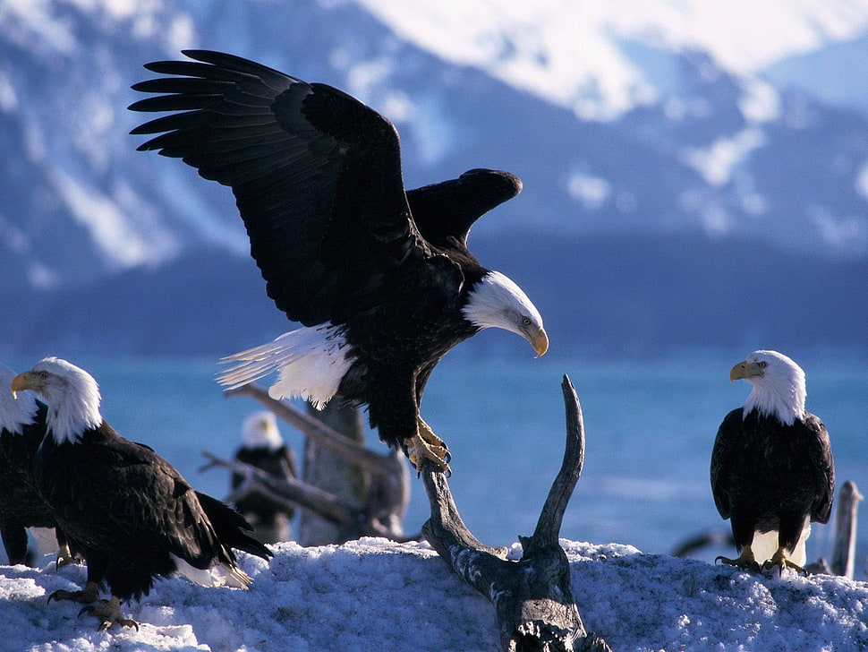 tilt shot of bald eagles HD wallpaper