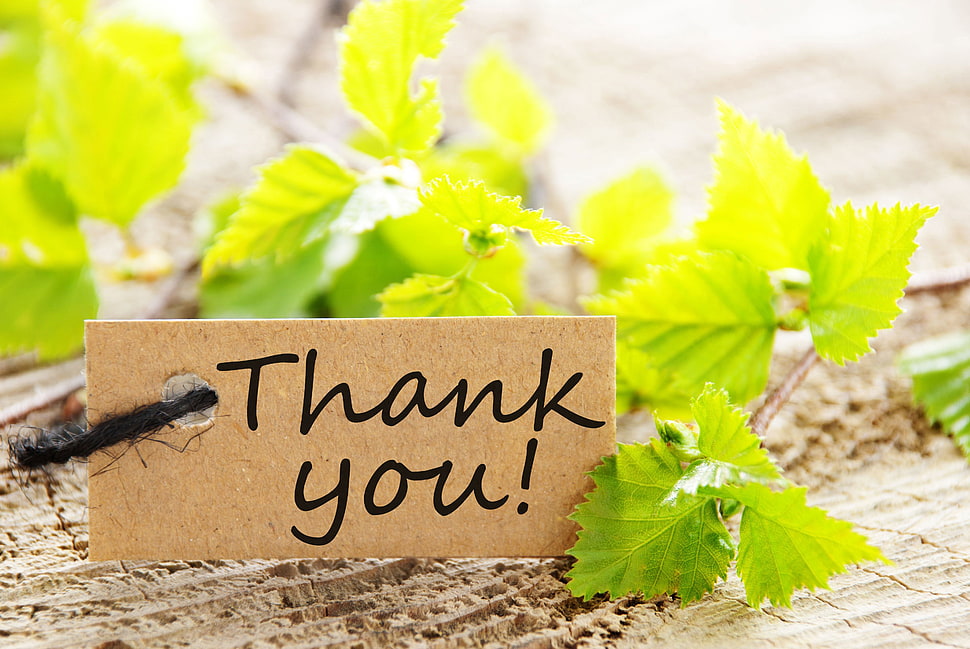 thank you text written on brown card HD wallpaper