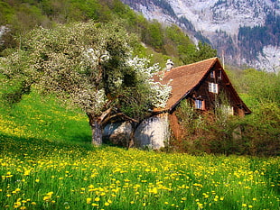 brown house, photography, nature, landscape, cottage