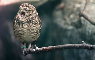 brown owl, owl, animals, birds, yawning HD wallpaper