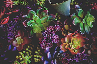 assorted-color succulent lot, Flowers, Houseplants, Leaves HD wallpaper