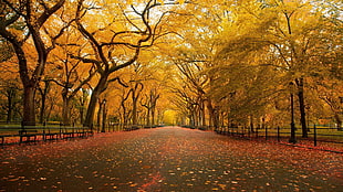 yellow trees, nature, landscape HD wallpaper