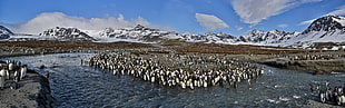 flock of penguins, nature, animals, wildlife, birds HD wallpaper