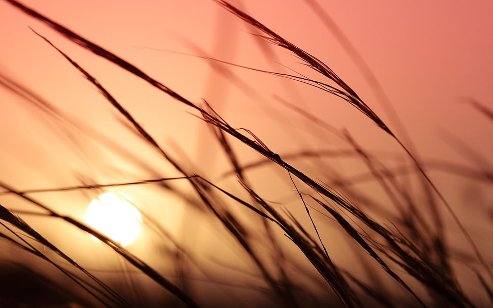 tall silhouette grass under orange sky HD wallpaper
