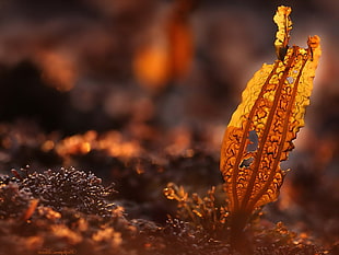 close-up photo of brown dried leave HD wallpaper