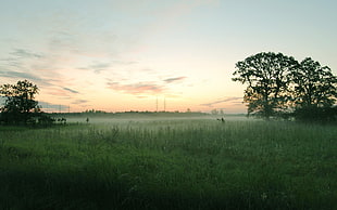 green grass field, landscape, field, mist, nature